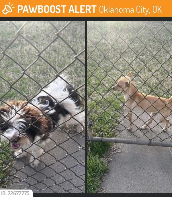 Found/Stray Unknown Dog last seen NW 36th St and N Youngs Blvd, Oklahoma City, OK 73112