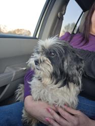 Found/Stray Male Dog last seen By the Ingles in boiling springs , Boiling Springs, SC 29316