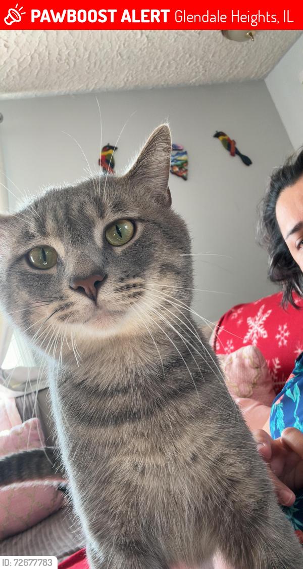 Lost Male Cat last seen Near James ct Glendale Heights , Glendale Heights, IL 60139