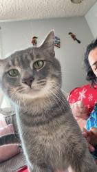 Lost Male Cat last seen Near James ct Glendale Heights , Glendale Heights, IL 60139