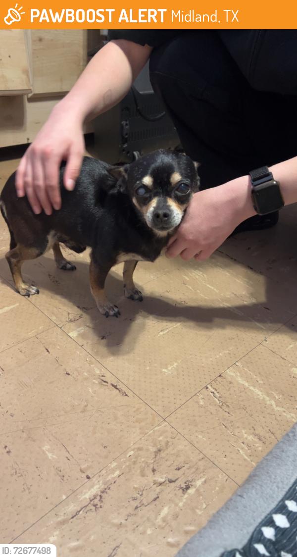 Found/Stray Male Dog last seen Leddy and Roosevelt dr, Midland, TX 79703