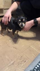 Found/Stray Male Dog last seen Leddy and Roosevelt dr, Midland, TX 79703