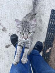 Found/Stray Female Cat last seen 72nd and Leavenworth , Kansas City, KS 66109