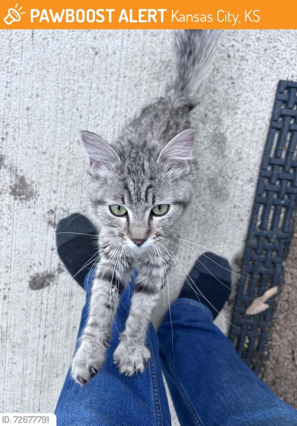 Found/Stray Female Cat last seen 72nd and Leavenworth , Kansas City, KS 66109