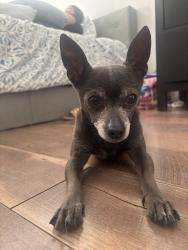 Lost Male Dog last seen Joaquin Dr , Dallas, TX 75228