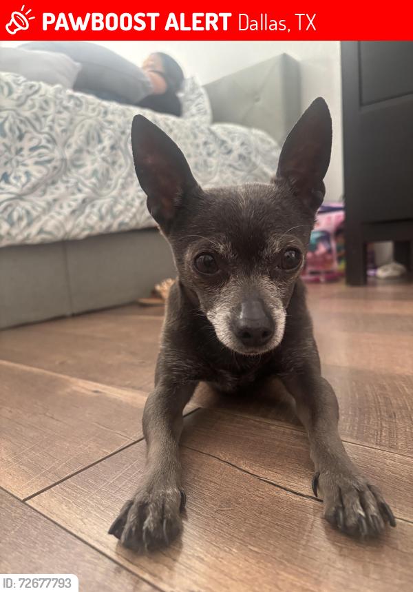 Lost Male Dog last seen Joaquin Dr , Dallas, TX 75228
