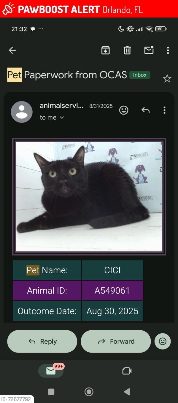 Lost Female Cat last seen MetroWest golf course , Orlando, FL 32835