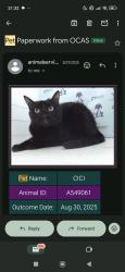 Lost Female Cat last seen MetroWest golf course , Orlando, FL 32835