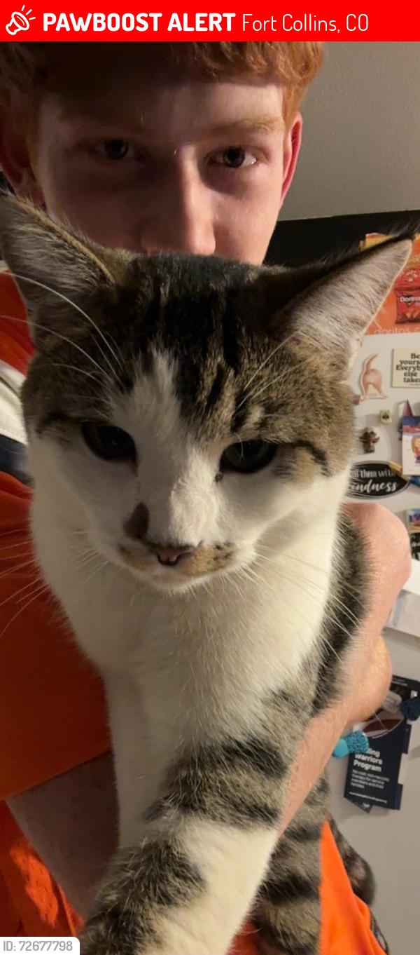 Lost Male Cat last seen Last see Colony Dr Fort Collins, Fort Collins, CO 80526