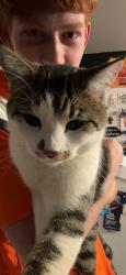 Lost Male Cat last seen Last see Colony Dr Fort Collins, Fort Collins, CO 80526