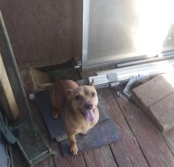 Lost Male Dog last seen Kenwood Landing, Fayetteville, GA 30214