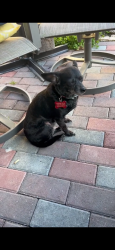 Lost Female Dog last seen Oceana , Virginia Beach, VA 23454
