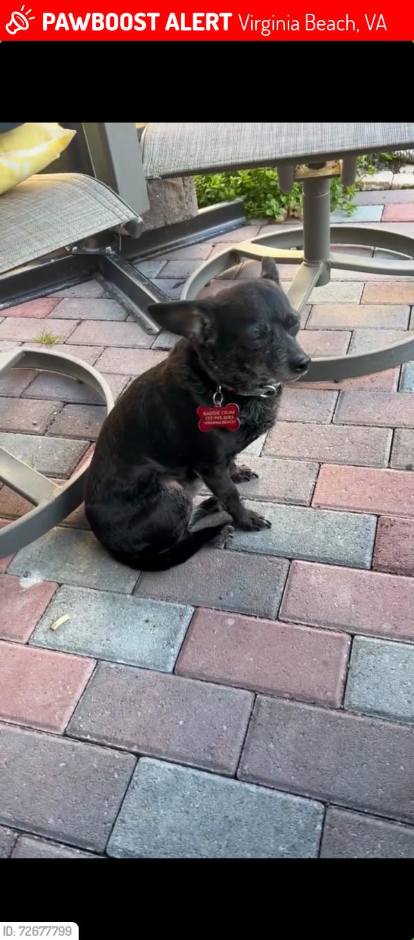 Lost Female Dog last seen Oceana , Virginia Beach, VA 23454