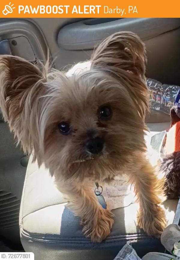 Found/Stray Male Dog last seen Chestnut street, Darby pa 19023, Darby, PA 19023