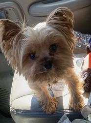 Found/Stray Male Dog last seen Chestnut street, Darby pa 19023, Darby, PA 19023