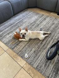 Lost Male Dog last seen Thousand Oaks blvd and Hillcrest drive , Thousand Oaks, CA 91362