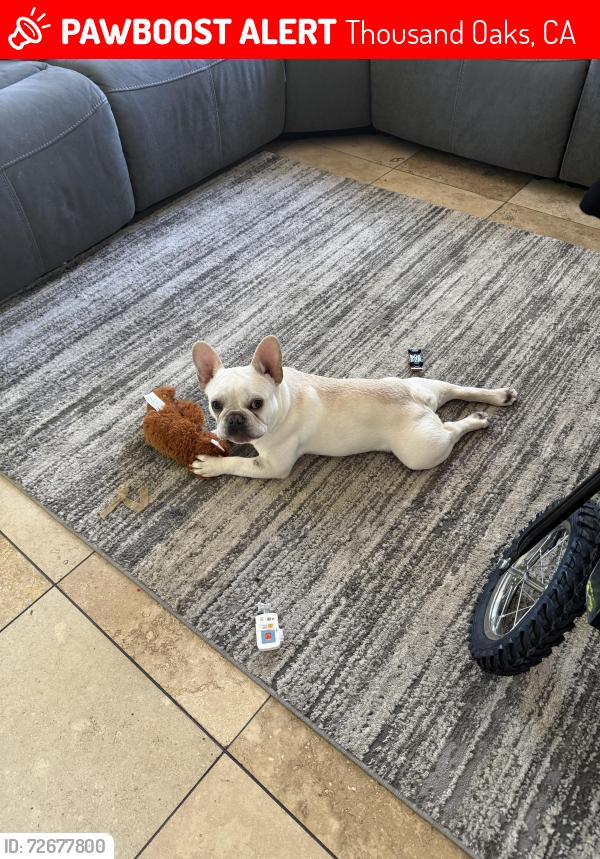 Lost Male Dog last seen Thousand Oaks blvd and Hillcrest drive , Thousand Oaks, CA 91362