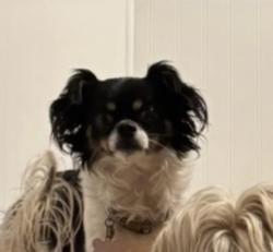 Lost Female Dog last seen Mary lane and tarpon woods blvd , Tarpon Springs, FL 34689