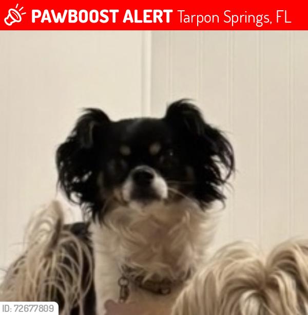 Lost Female Dog last seen Mary lane and tarpon woods blvd , Tarpon Springs, FL 34689