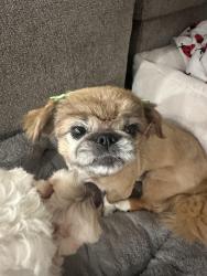 Lost Female Dog last seen Gap creek rd , Duncan, SC 29334