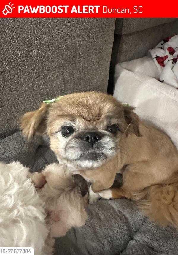 Lost Female Dog last seen Gap creek rd , Duncan, SC 29334