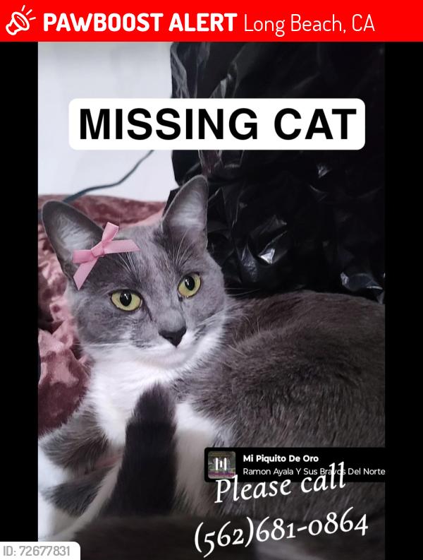 Lost Female Cat last seen 7th st n cerritos , Long Beach, CA 90813