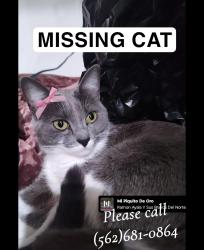 Lost Female Cat last seen 7th st n cerritos , Long Beach, CA 90813