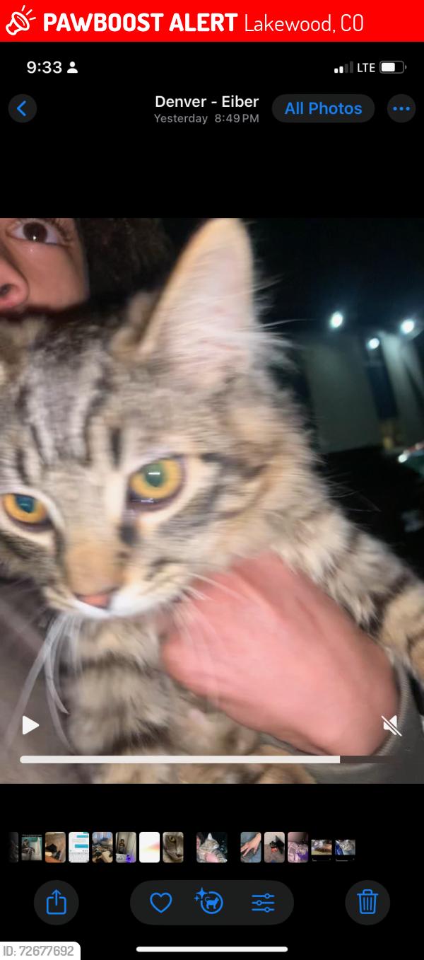 Lost Female Cat last seen Timberleaf apmts, Lakewood, CO 80215
