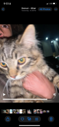 Lost Female Cat last seen Timberleaf apmts, Lakewood, CO 80215