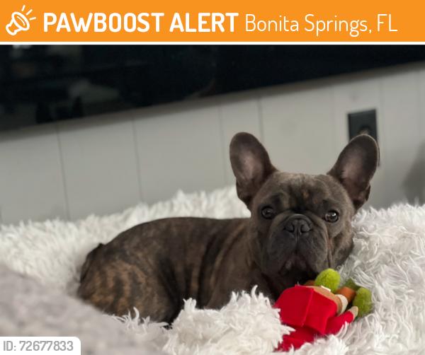 Found/Stray Male Dog last seen No se , Bonita Springs, FL 34135
