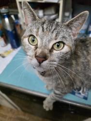 Found/Stray Female Cat last seen Townsend Ave and Banbury , Hayward, CA 94544
