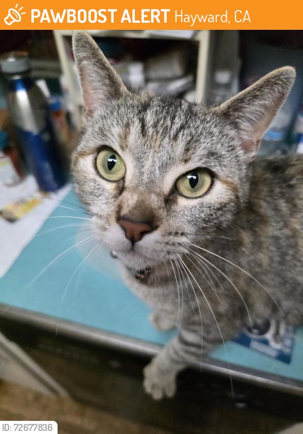 Found/Stray Female Cat last seen Townsend Ave and Banbury , Hayward, CA 94544