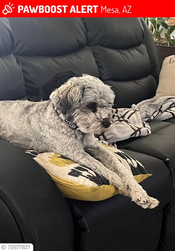 Lost Male Dog last seen Gilbert and Fountain, Mesa, AZ 85213