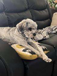 Lost Male Dog last seen Gilbert and Fountain, Mesa, AZ 85213