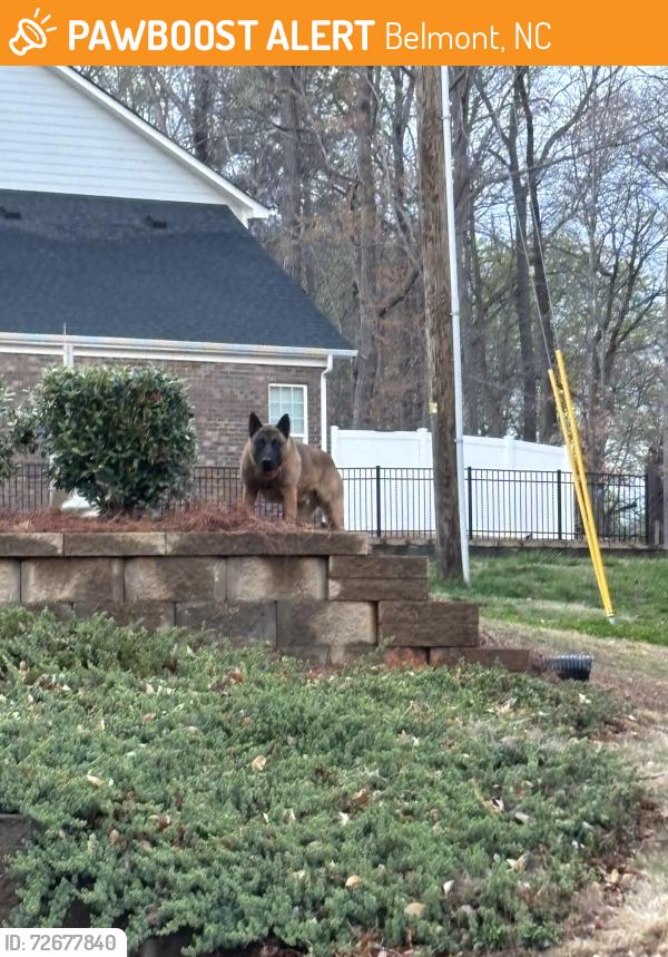 Found/Stray Unknown Dog last seen Near Bojangles, Belmont, NC 28012