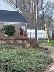 Found/Stray Unknown Dog last seen Near Bojangles, Belmont, NC 28012