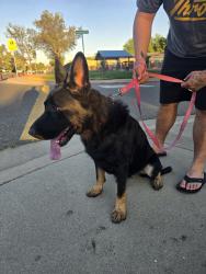 Found/Stray Female Dog last seen Charente /ollie ct , Elk Grove, CA 95758