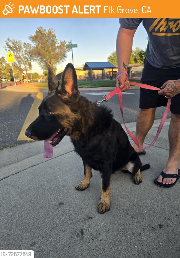 Found/Stray Female Dog last seen Charente /ollie ct , Elk Grove, CA 95758