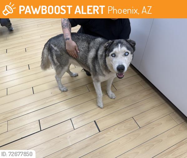 Found/Stray Male Dog last seen 35th Ave and camelback , Phoenix, AZ 85017