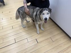 Found/Stray Male Dog last seen 35th Ave and camelback , Phoenix, AZ 85017