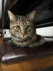 Lost Female Cat last seen Near poppy ct Hercules , Hercules, CA 94547