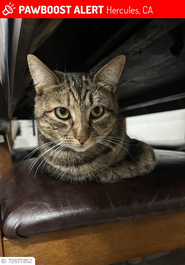 Lost Female Cat last seen Near poppy ct Hercules , Hercules, CA 94547