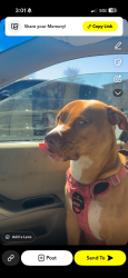 Lost Female Dog last seen Grand dukes dr , Spartanburg, SC 29301