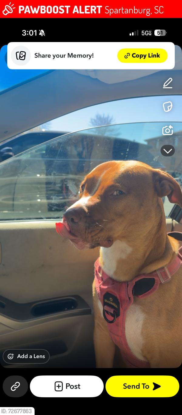 Lost Female Dog last seen Grand dukes dr , Spartanburg, SC 29301