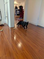 Found/Stray Unknown Cat last seen bowcroft and clyde, Los Angeles, CA 90016
