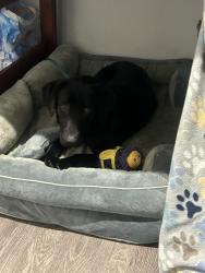 Found/Stray Male Dog last seen Pembroke fire dept, Robeson County, NC 28372