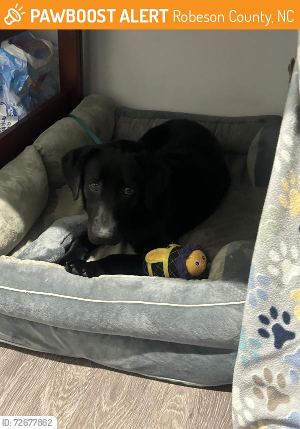 Found/Stray Male Dog last seen Pembroke fire dept, Robeson County, NC 28372