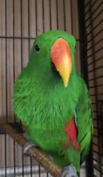 Lost Male Bird last seen He was in the trees around our neighborhood, Houston, TX 77066