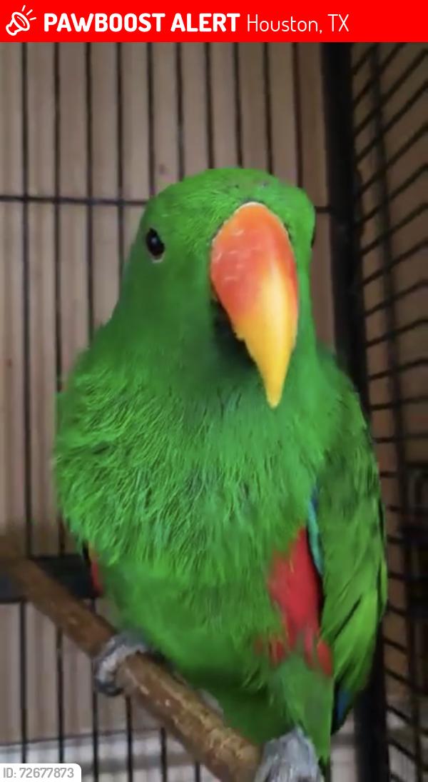 Lost Male Bird last seen He was in the trees around our neighborhood, Houston, TX 77066