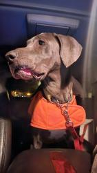 Found/Stray Female Dog last seen Wilson lane and North Mallory Street , Hampton, VA 23663